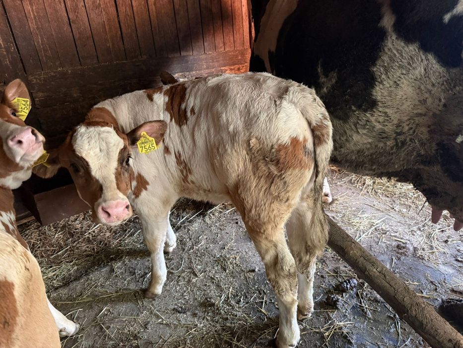 Vaca 8 Ani cu vițel