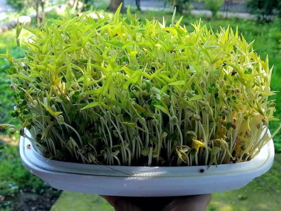 Tavita de germinat seminte si microplante