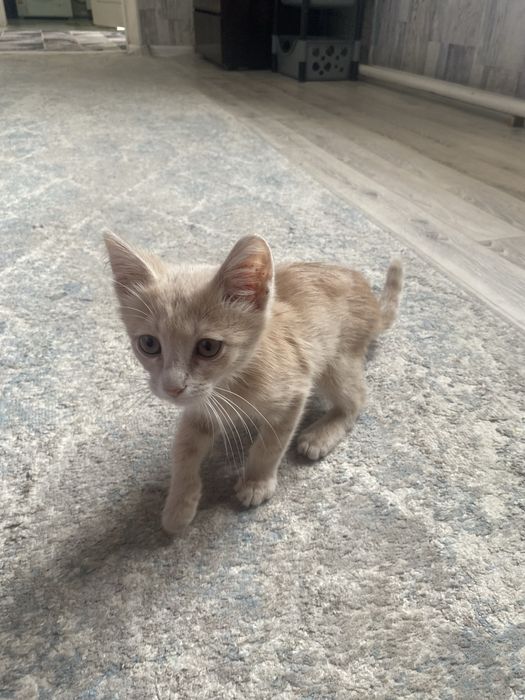 Катёнок домашний бесплатно