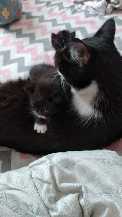 Отдам кошку в добрые руки