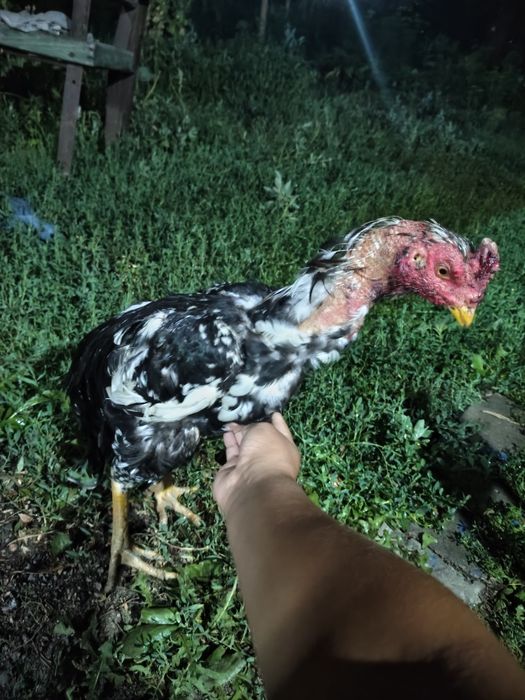 Продается дакан грячник