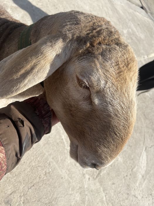 Арашан қошқар 2 мил