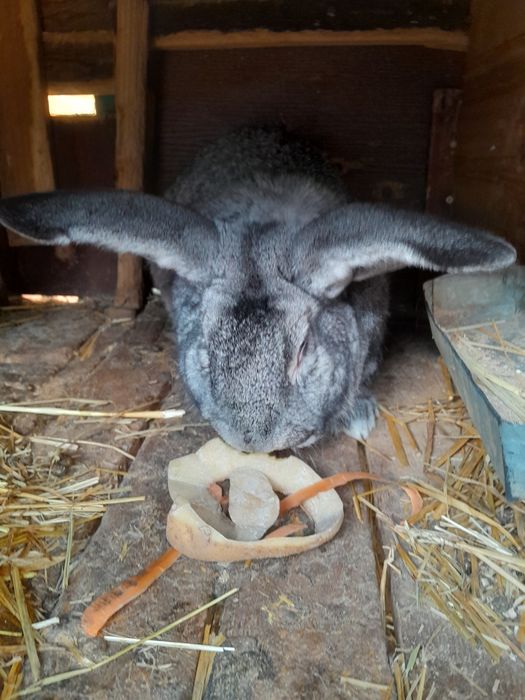 Кролики  кроьчихи