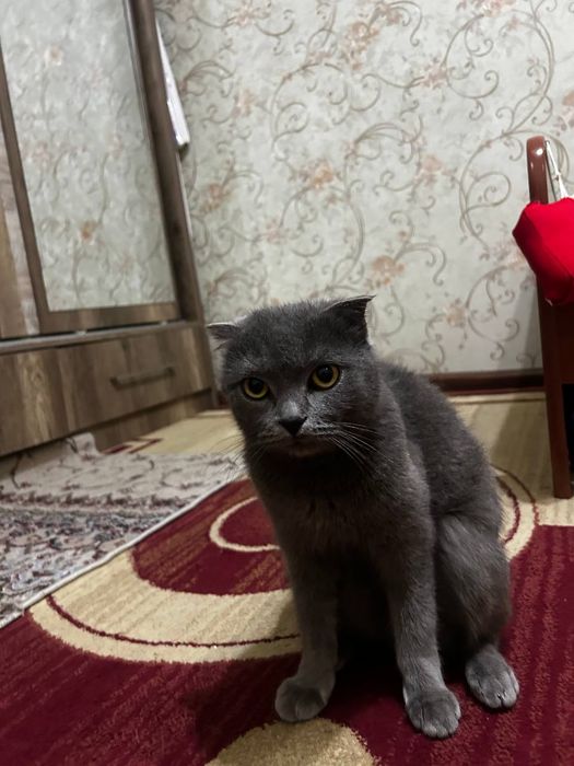 Scottish fold кошка обмен на телефон kelishamiz