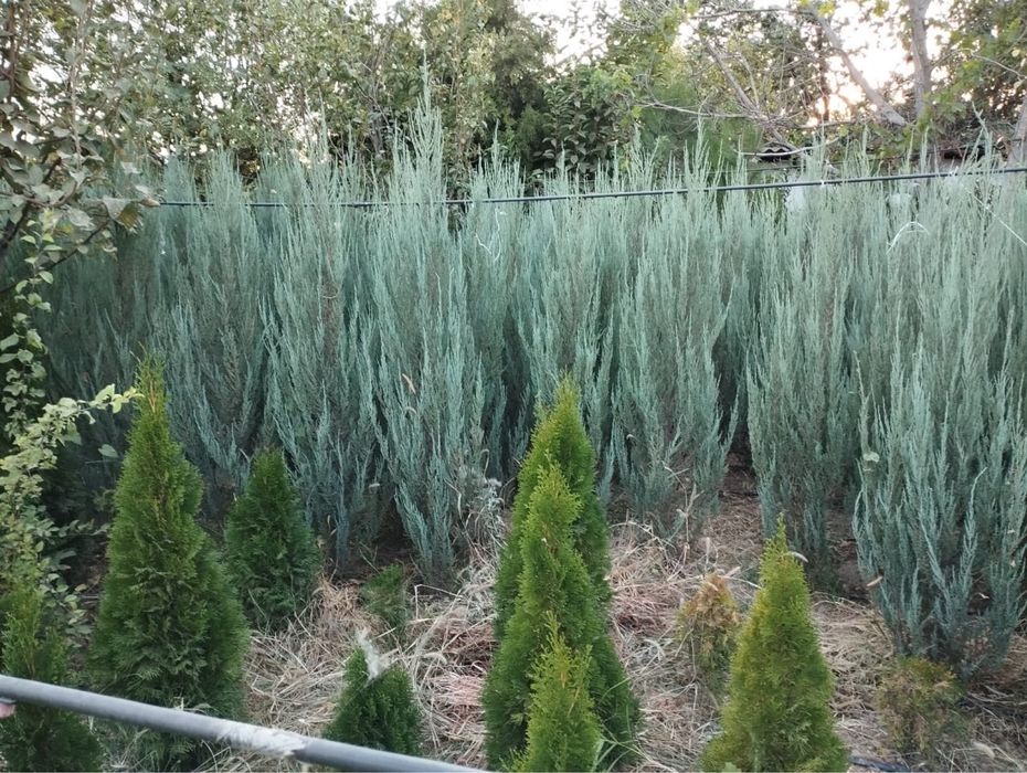 Можжевельник Блю Эрроу