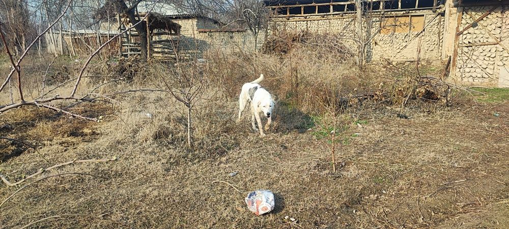 Катта зотли ит сотилади