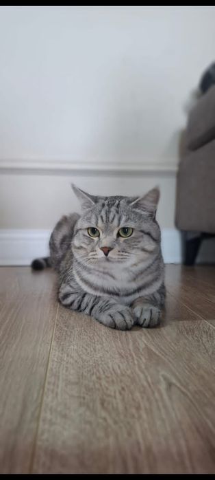 Породистые котята