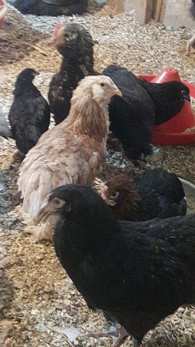 Ouă pentru incubație