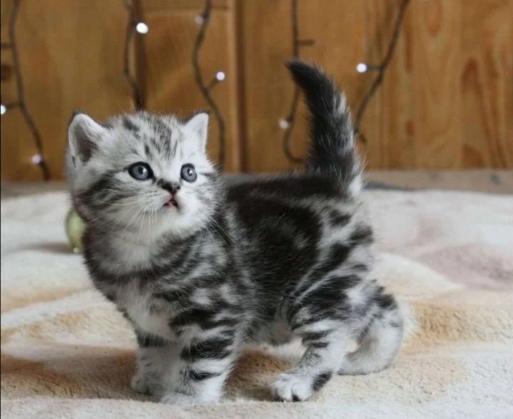 Вязка шотландского кота