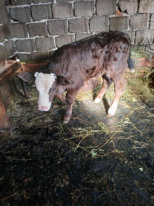 Vând tauras varsta 6 săptămâni