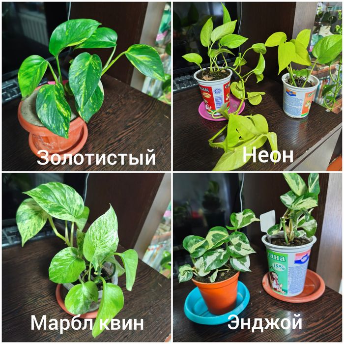 Продам комнатные растения