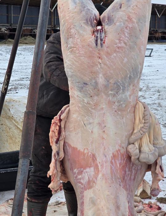 Согым.Соғым сатылымда.