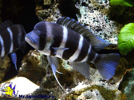 Фронтоза бурунди