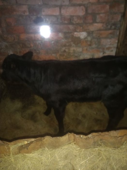 Продам телёнка посёлок бектау