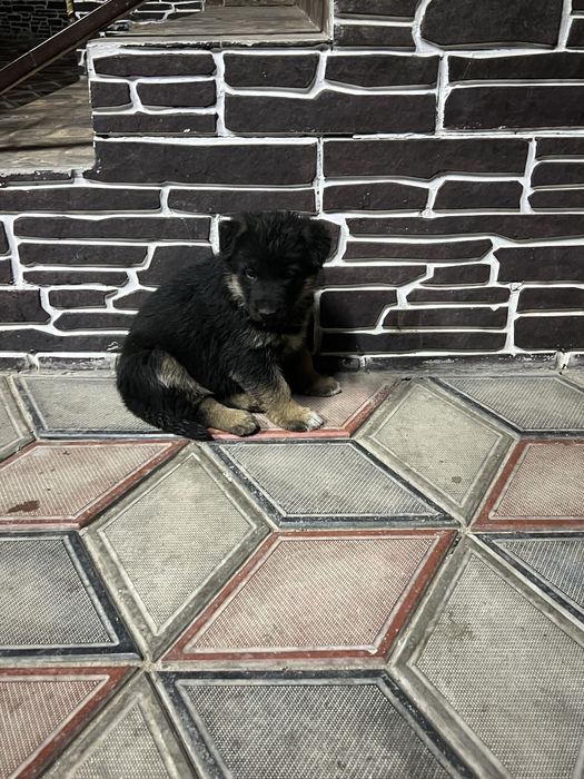 Продам щенков немецкой овчарки