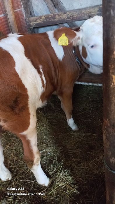 vând vițiava de trei luni jumate
