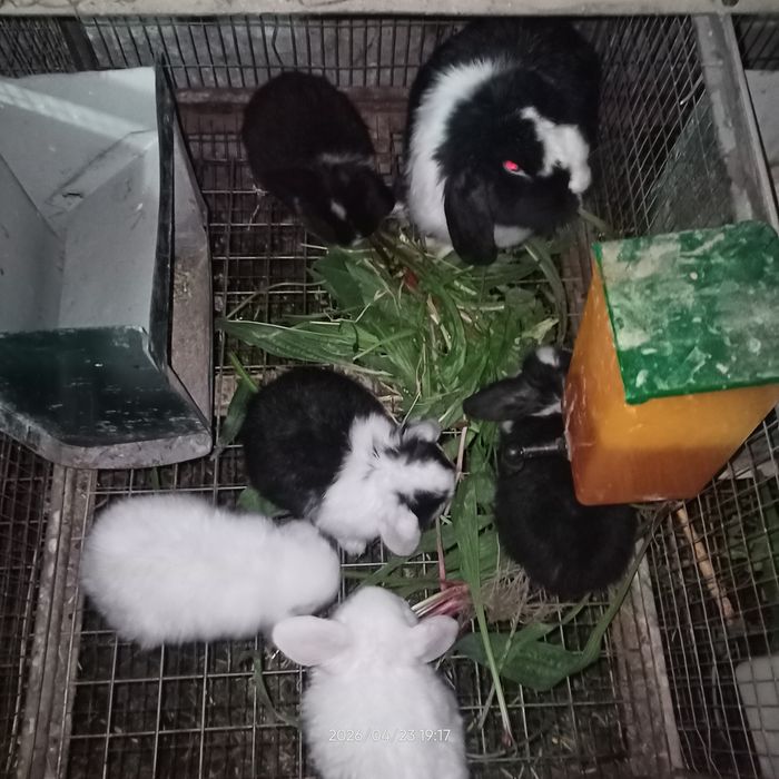 Средний баранчалар сотилади