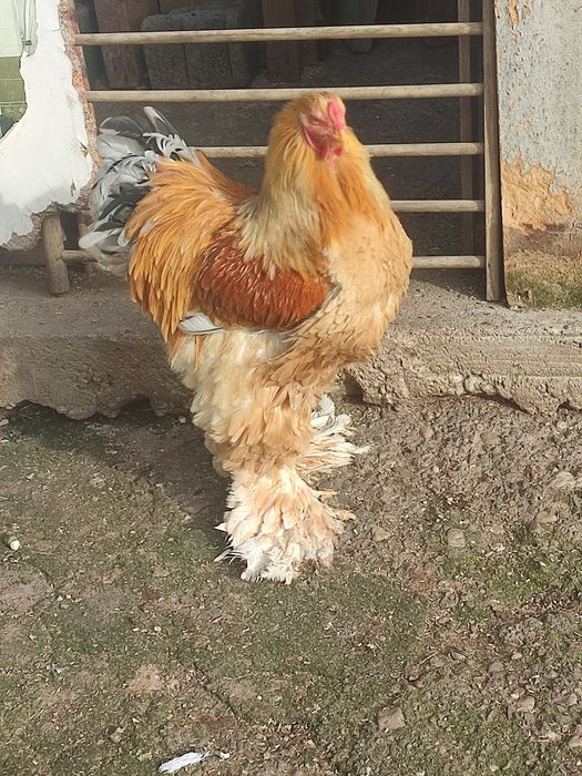 Vand cocos brahma lemon