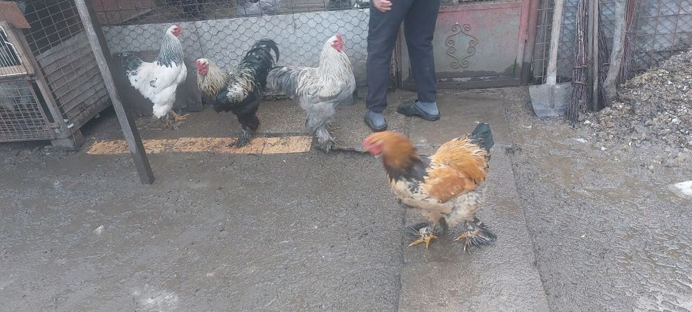 Vand perechi bratham