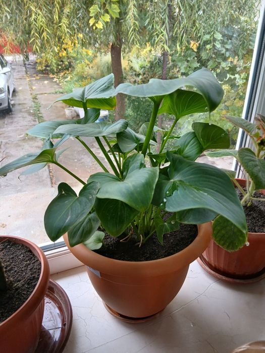 Продам калы и др. цветы