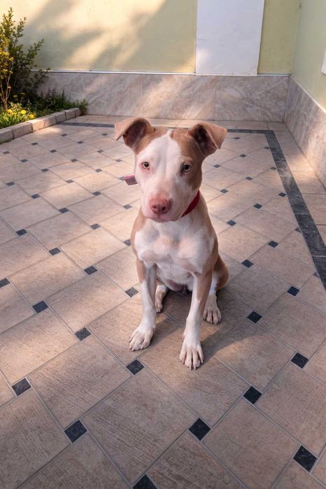 Питбуль продаётся