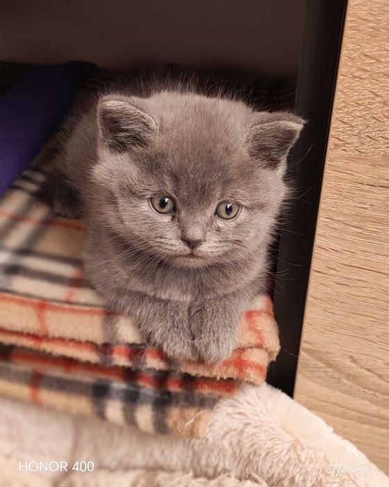 Синя британска късокосместа