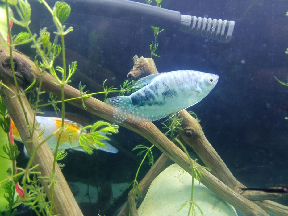 Akvaryum baliq /gurami / oltin baliq