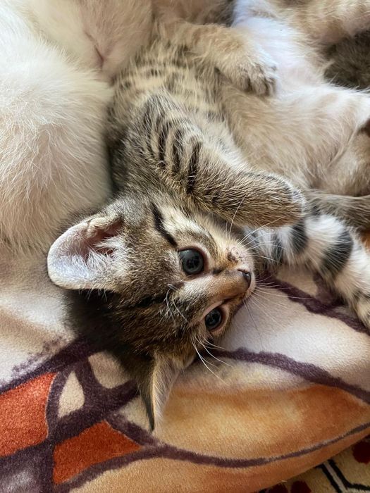 Отдам красивых котят