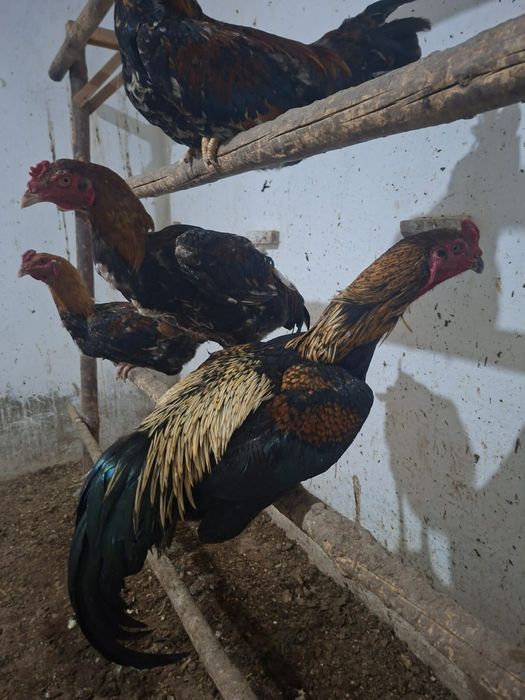 Бойцовские Курицы