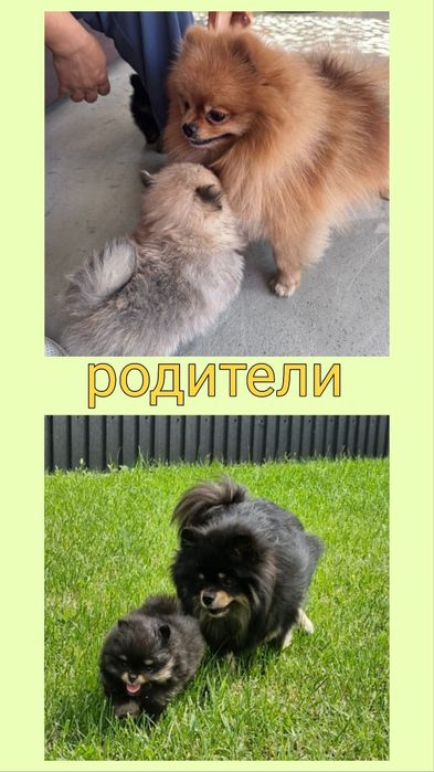 Продаются шикарные щенки шпица!