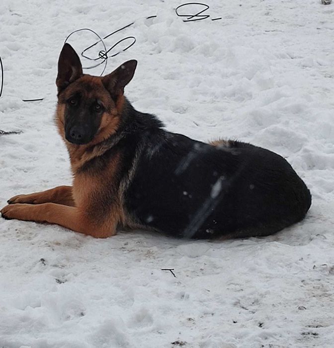 Catelusa ciobanesc german, 7 luni