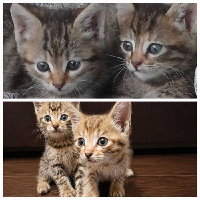 Котята в добрые руки