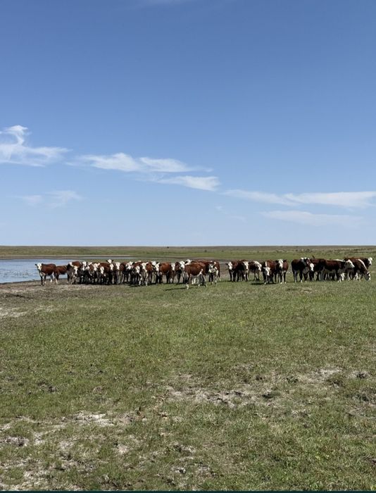 Соғым сатылады согым мясо
