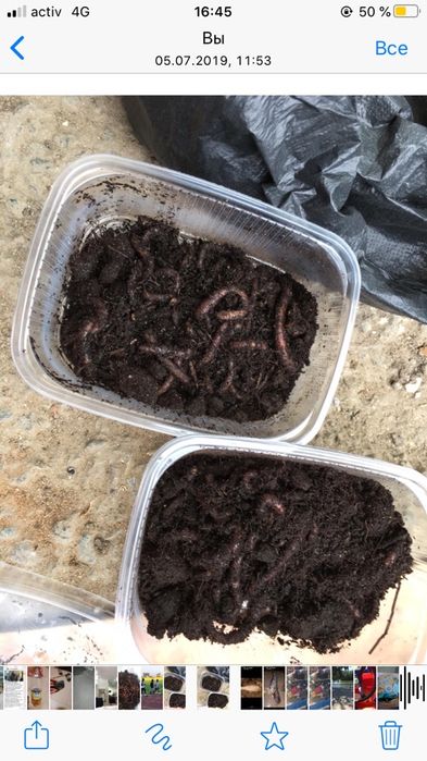 Черви для рыбалки