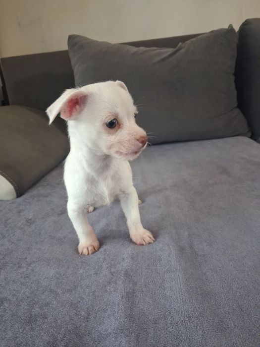 Продавам Чихуахуа