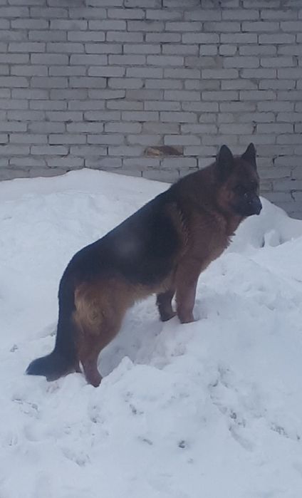 Вязка кобель немецкой овчарки.