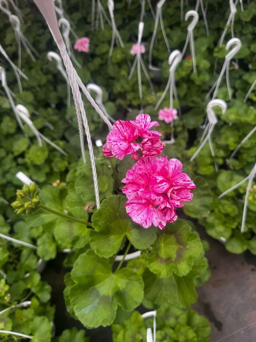 Muscate engro la pret de producator