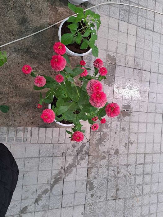 Декоративные цветы