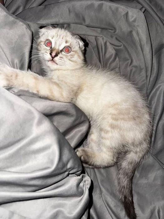 Кошка шотландский