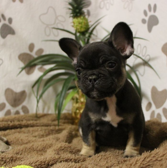 ***Френски булдочета ***