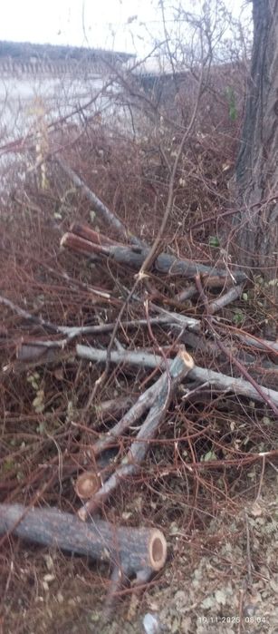 Отын бар орыс текек жакында кесылген