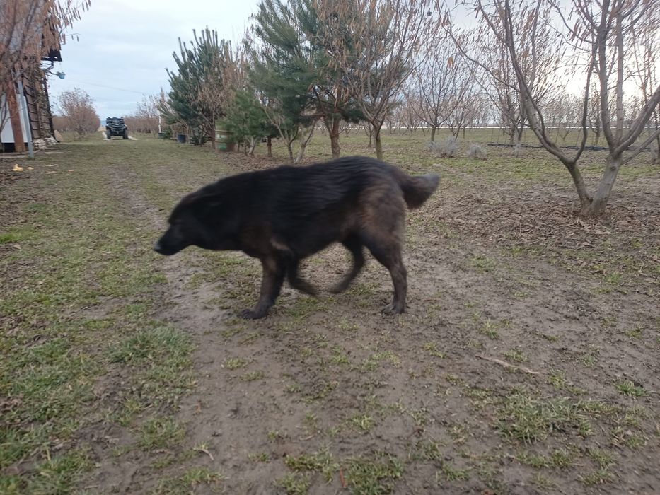 Donez cățea lup negru