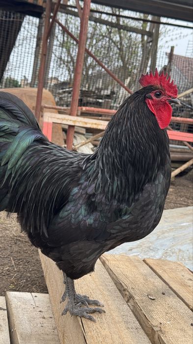 Cocos australorp de vanzare