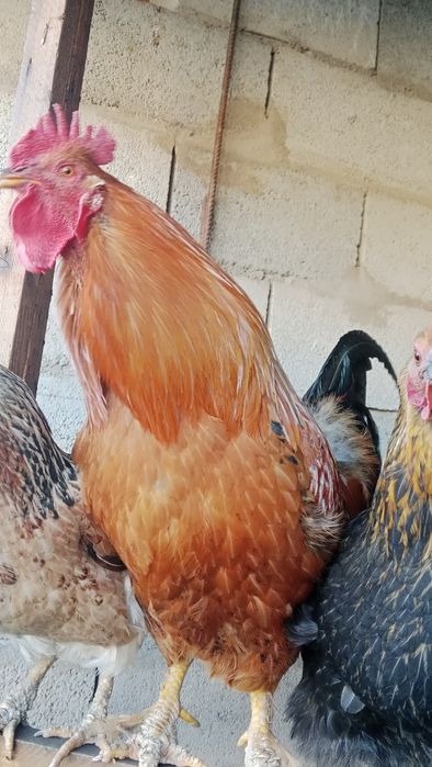 күрік тауыққа жұмыртқа салады