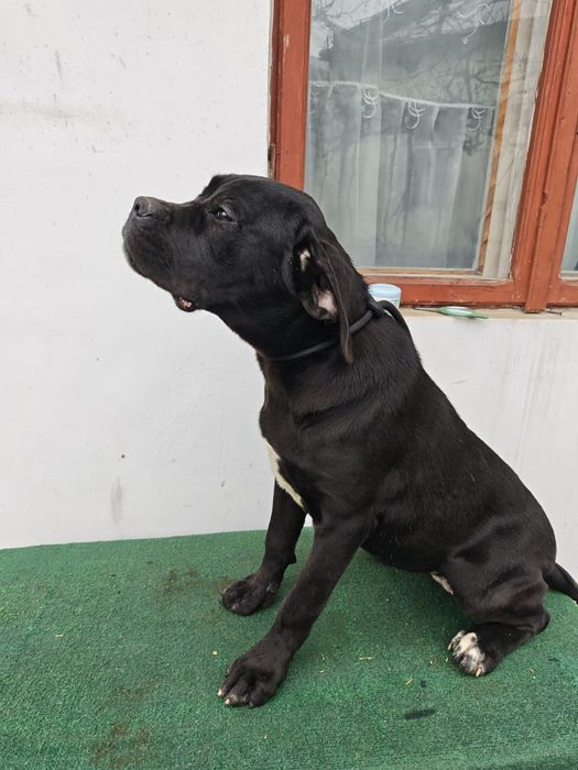 Femela superbă Cane Corso