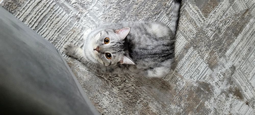 Отдам хорошие руки Кота