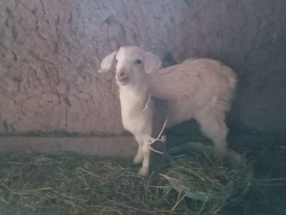 Эчки она бола согиладиган