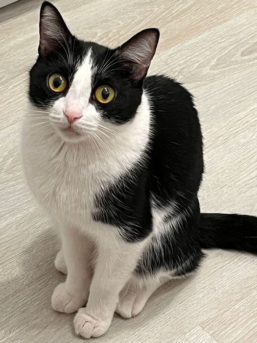 Кошка в хорошие руки