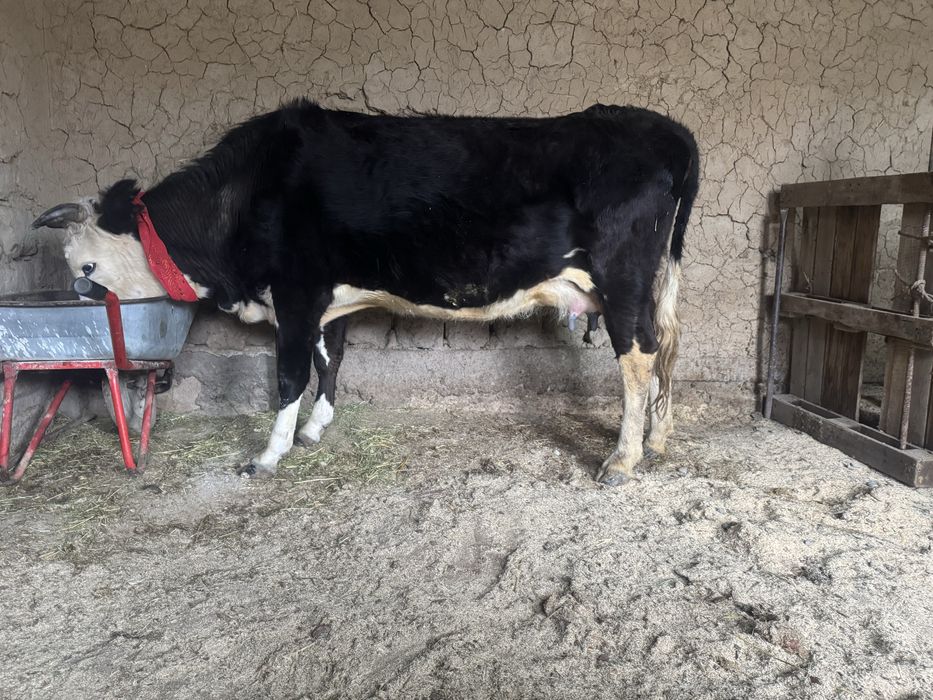 Бұзаулы сиыр 3 тума