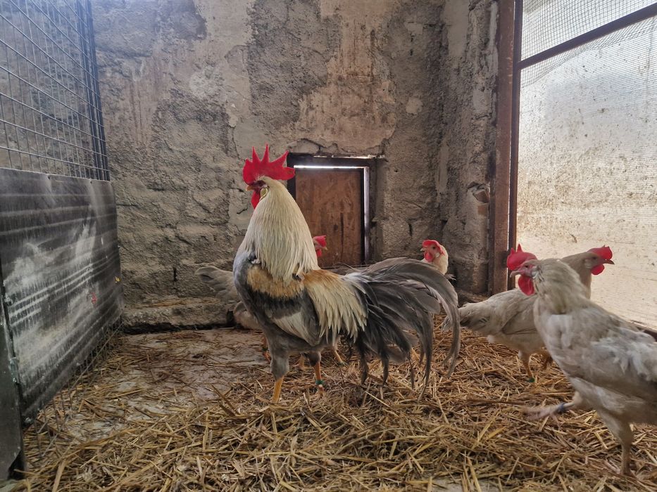 Oua de incubat Italiana gri perlat